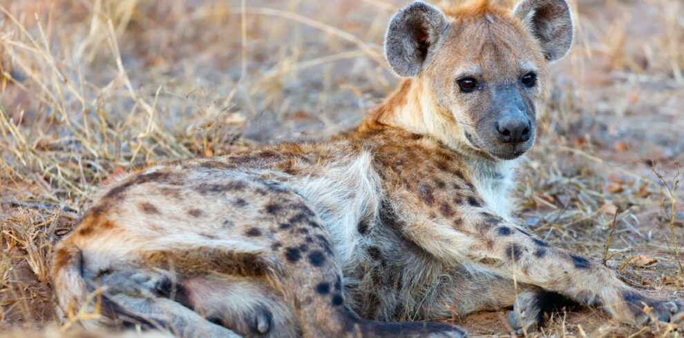 Hyena laying on the ground during a 2-Day Bushveld Kruger Safari