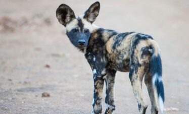 African wild dog spotted on the move during a 3-Day Classic Kruger Safari
