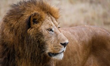 Majestic male lion during a 4-Day Adventure Kruger Safari