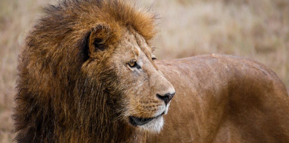 Majestic male lion during a 4-Day Adventure Kruger Safari