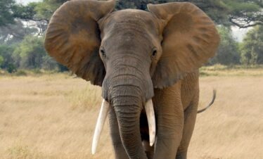 Elephant looking at the camera during a 4-Day Budget Kruger Safari