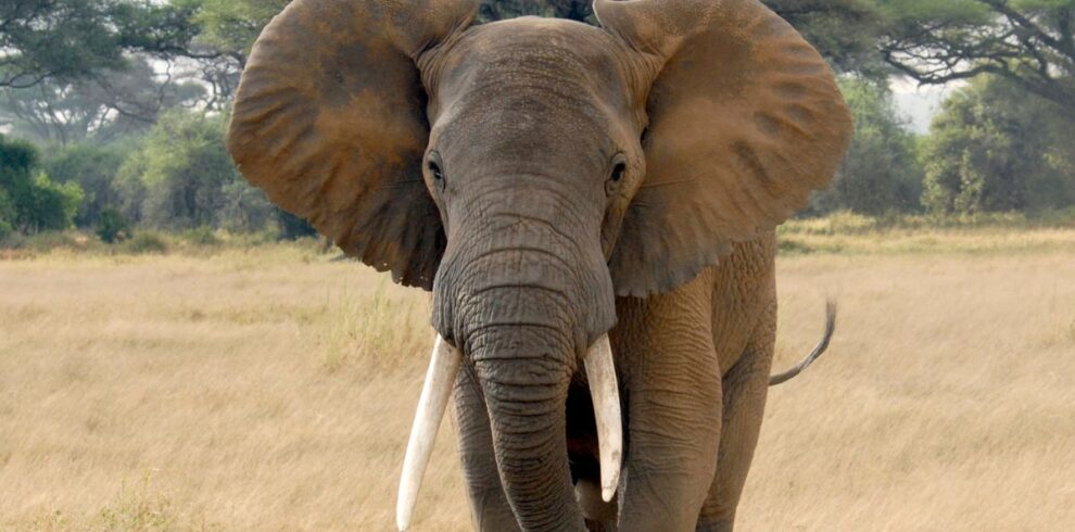 Elephant looking at the camera during a 4-Day Budget Kruger Safari