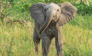 Playful young elephant during a 5-Day African Kruger Safari