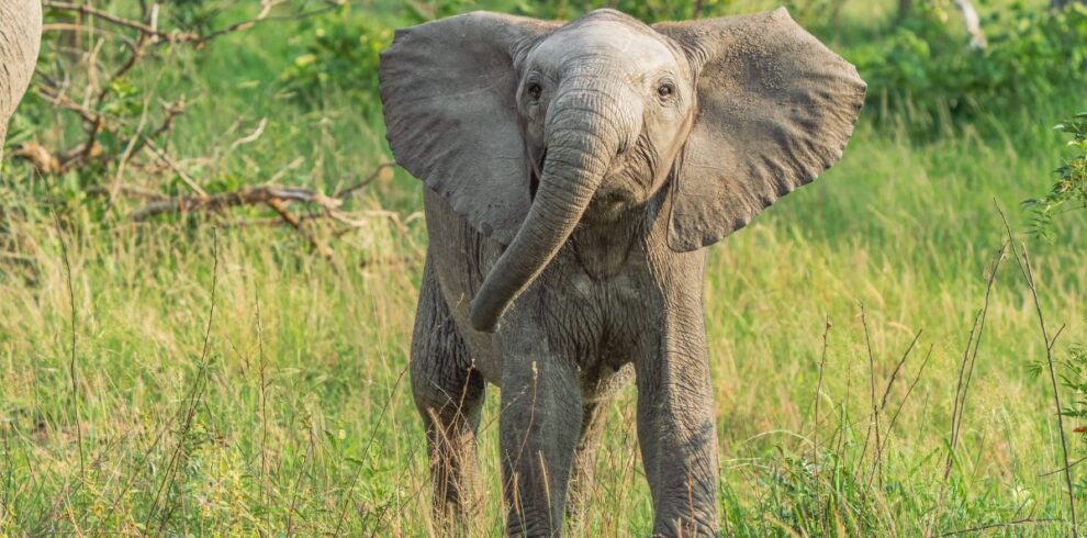 Playful young elephant during a 5-Day African Kruger Safari
