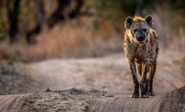A spotted hyena walking on road during a 6-Day Homestay Safari