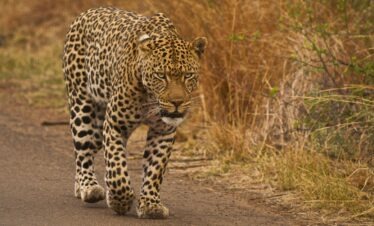 A leopard walking on the road during a 7-Day Kruger Safari