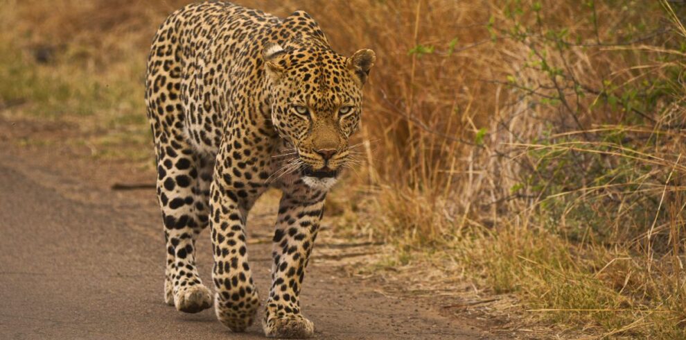 A leopard walking on the road during a 7-Day Kruger Safari