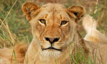 Lioness making eye contact during a Half Day Kruger Game Drive safari