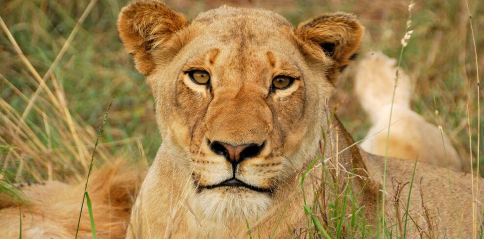 Lioness making eye contact during a Half Day Kruger Game Drive safari