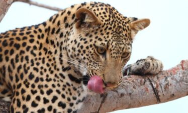 Leopard in a tree spotted during a Full Day Open Vehicle Game Drive safari