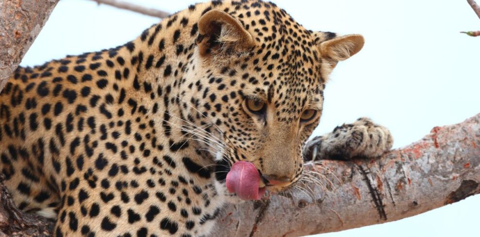 Leopard in a tree spotted during a Full Day Open Vehicle Game Drive safari