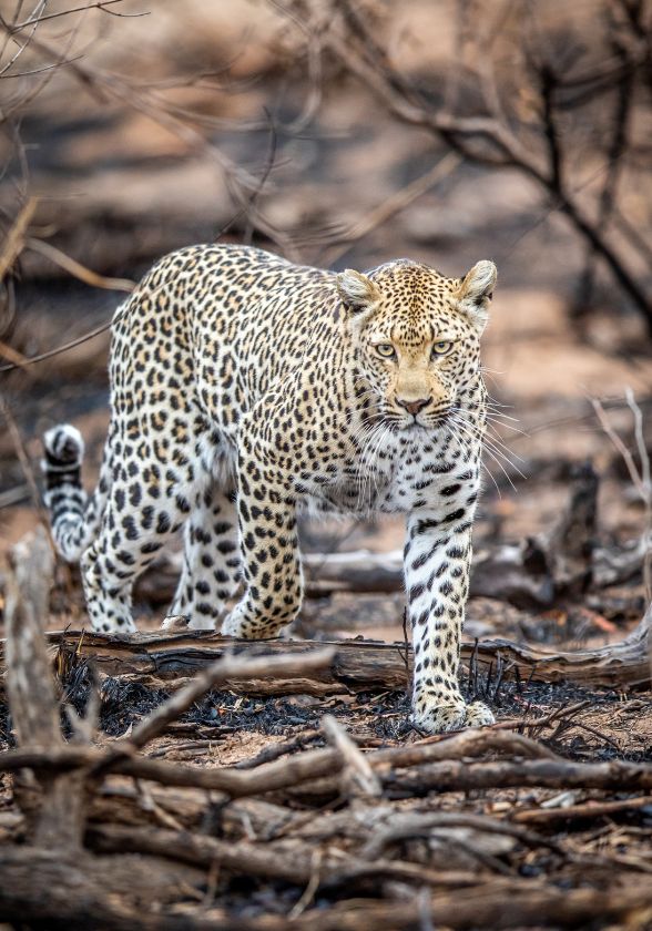 leopard-walking-in-the-bush