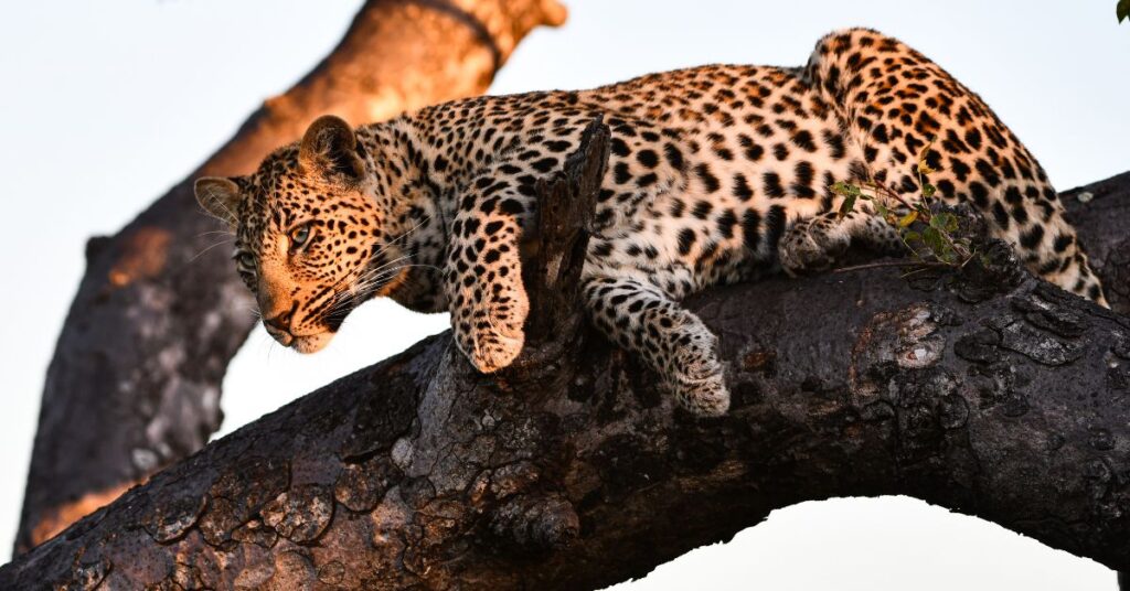 manyeleti-game-reserve