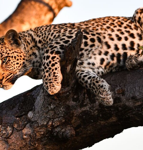 manyeleti-game-reserve