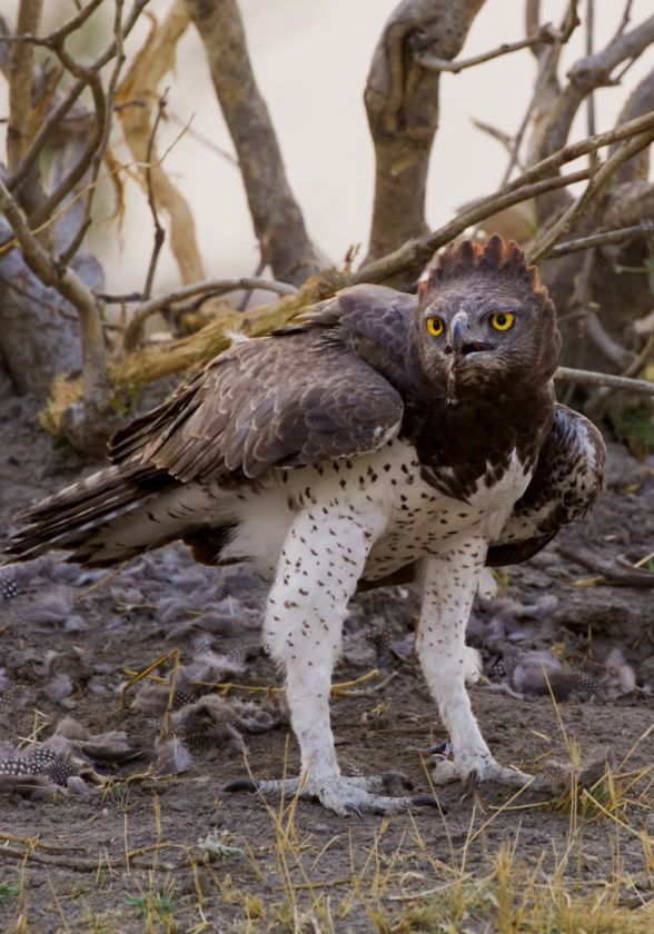 martial-eagle